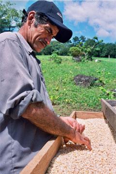 Coffe grain selection, Nicaragua